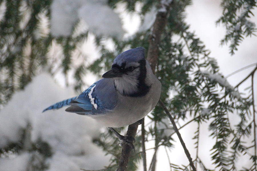 Blue Jay Photograph by Beth Collins