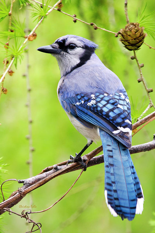Blue Jay Photograph - Blue Jay Bird by Christina Rollo
