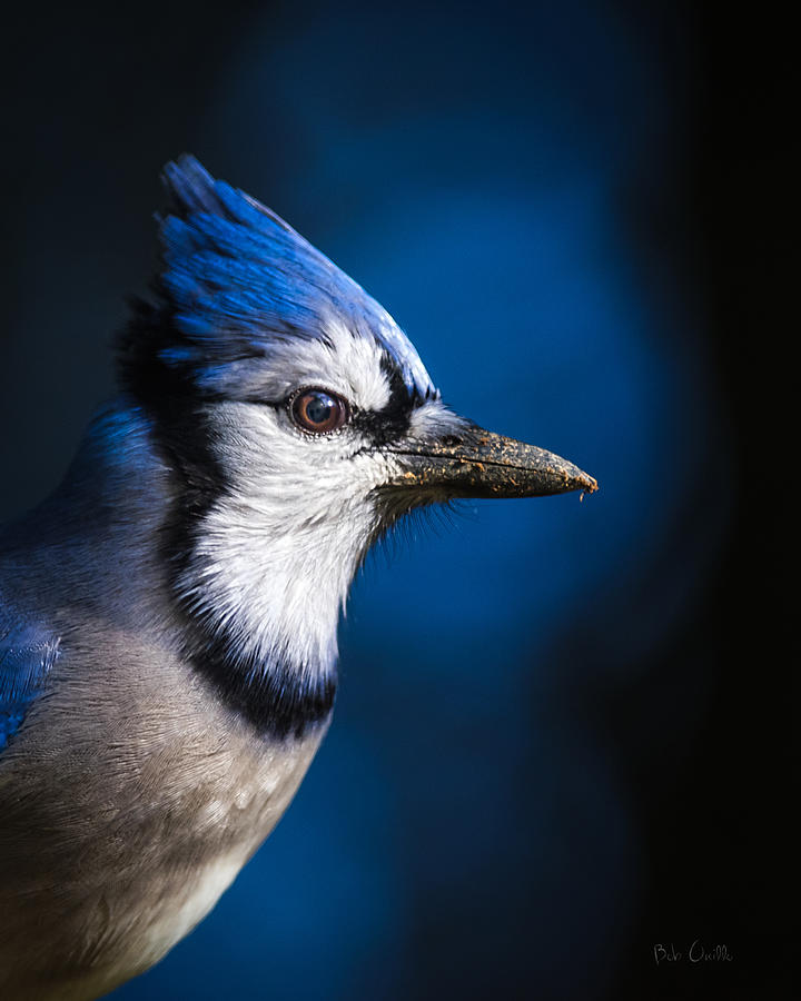 Blue Jay Photograph - Blue Jay by Bob Orsillo