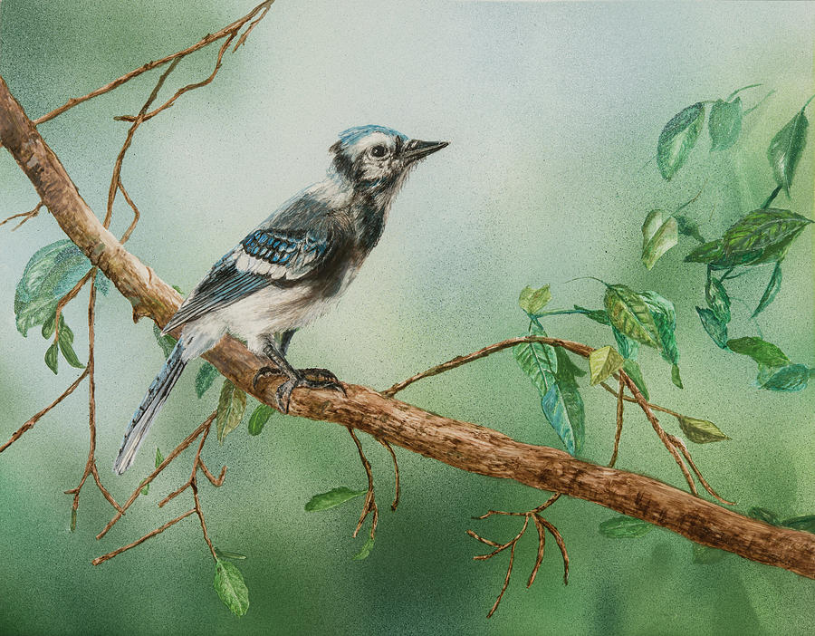 Blue Jay Painting by Carol Hanna