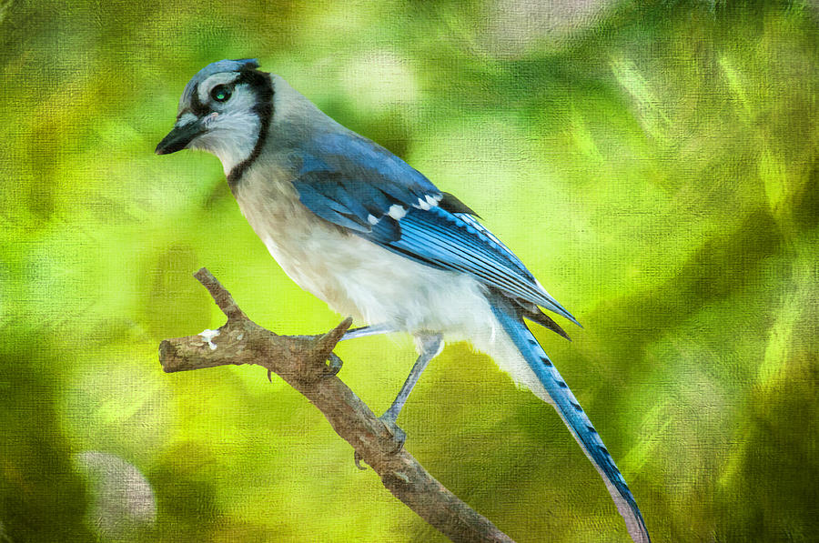 Blue Jay Photograph by Cathy Kovarik