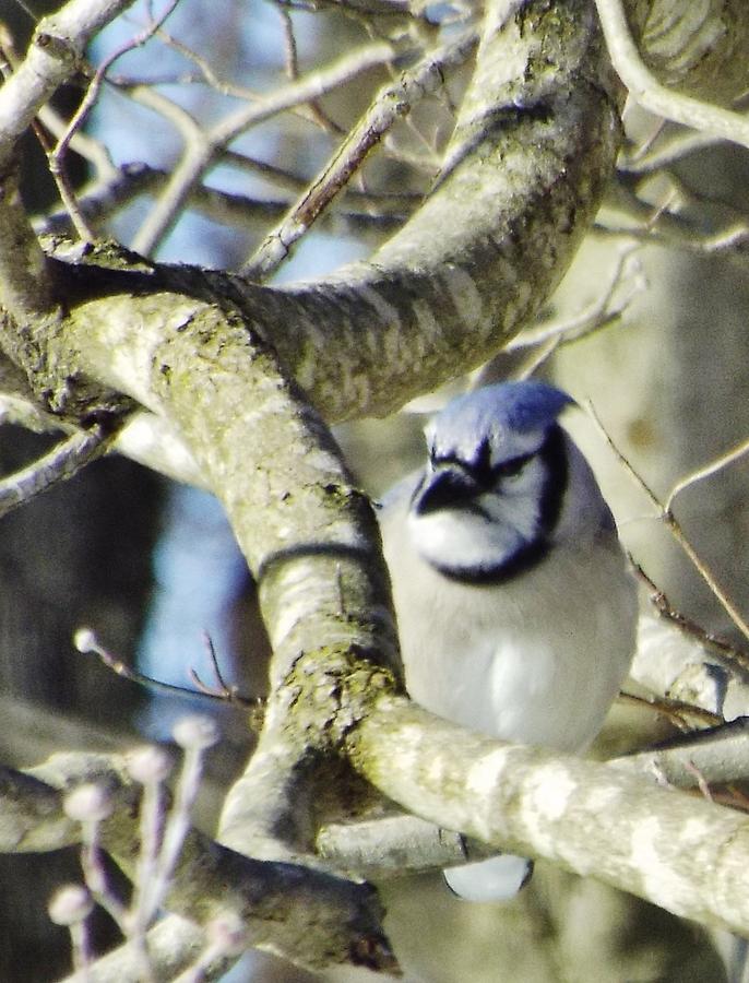 Blue Jay Photograph by Charles Ray