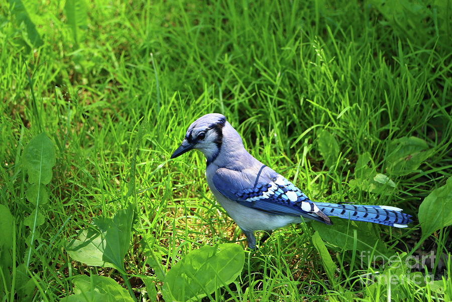 Blue Jay Photograph by Christiane Schulze Art And Photography