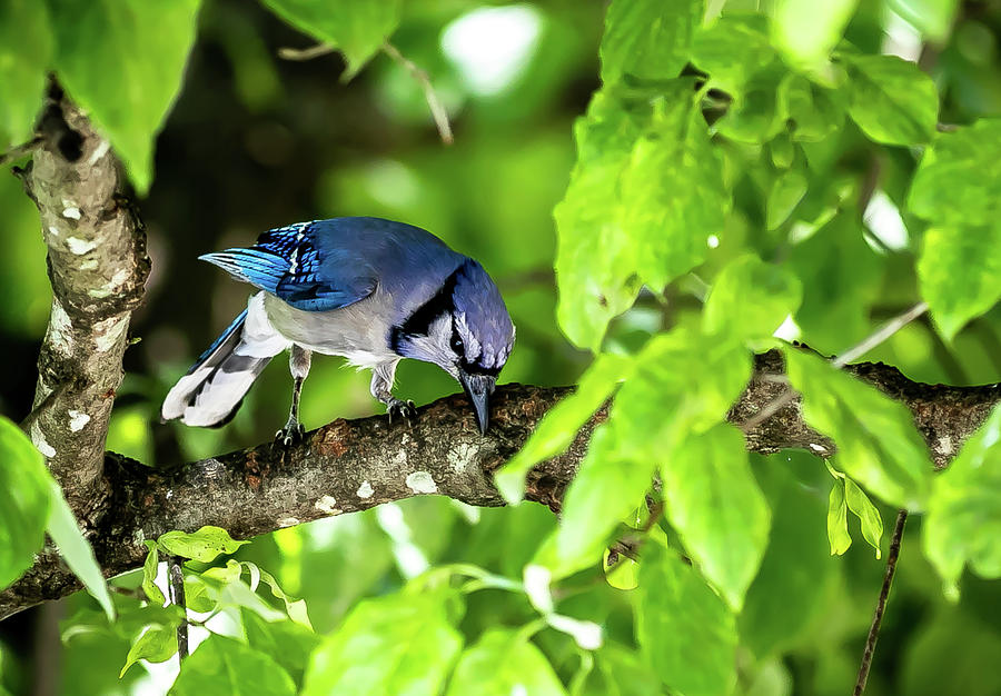 Blue Jay Cleaning up after dinner Digital Art by Ed Stines