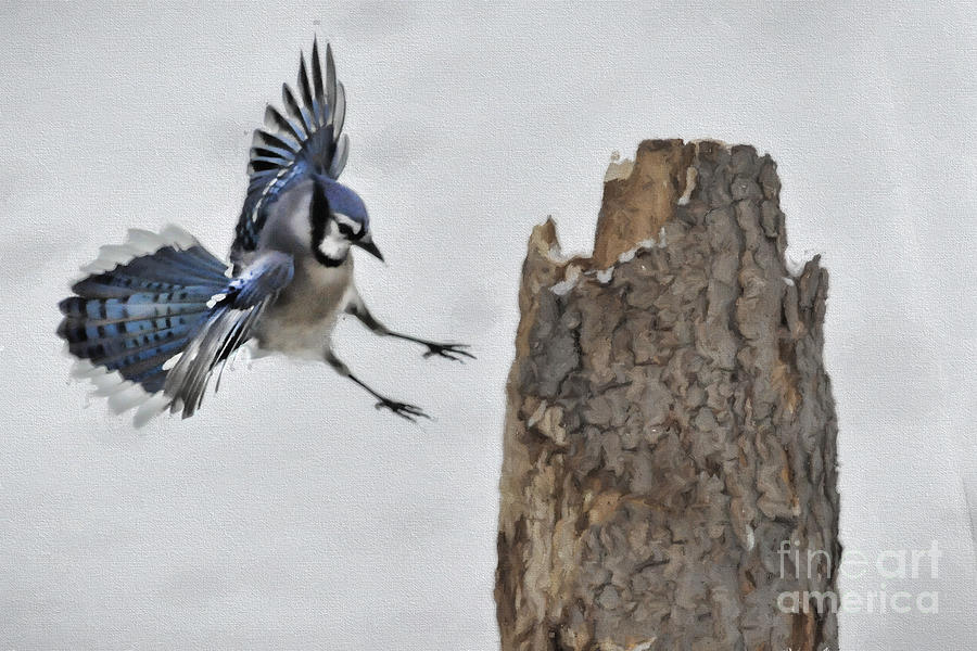 Blue Jay coming in for a landing Photograph by Dan Friend