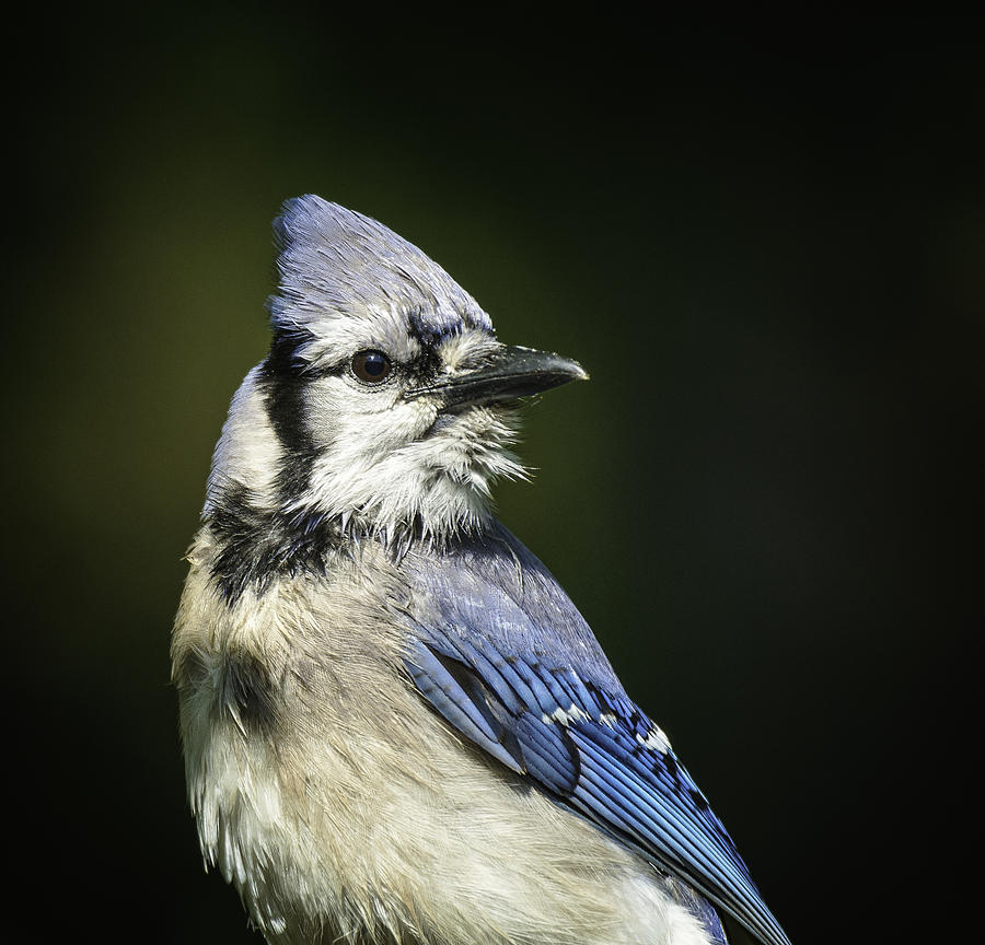 Blue Jay Photograph by David Waldrop