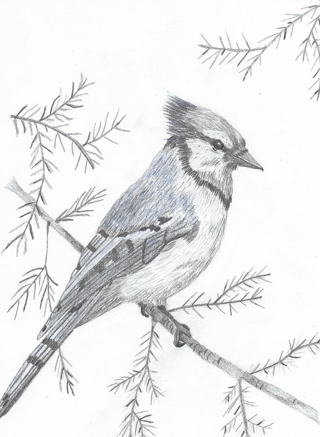 Original Bird Drawing Blue Jay Bird Natural Wall Art 