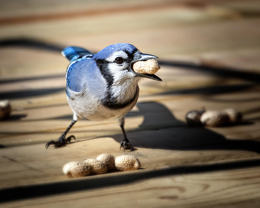 Blue Jay eating a Peanut Photograph by Al  Mueller