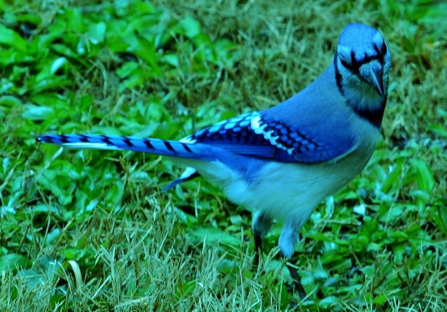 Blue Jay Photograph by Eileen Brymer