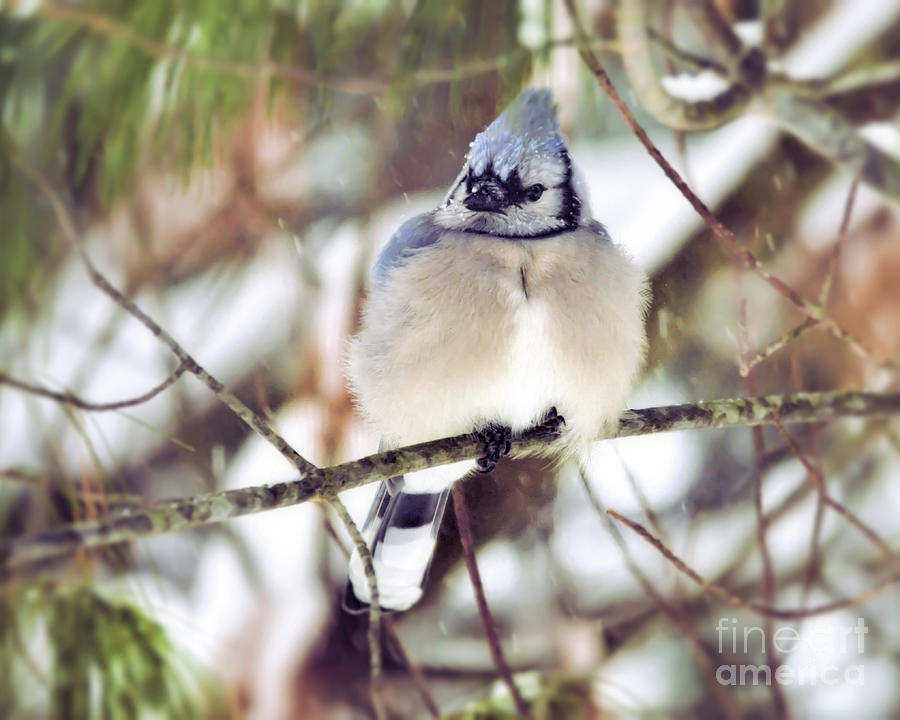 Blue Jay - Fat and Fluffy  Photograph by Kerri Farley