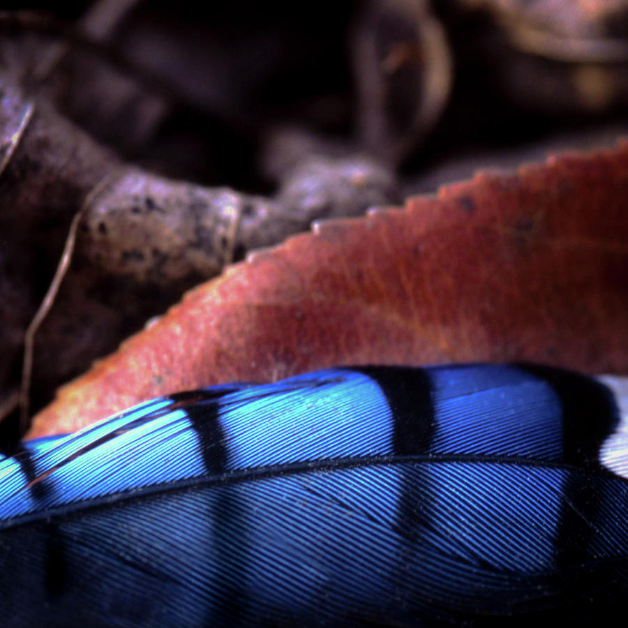 Blue Jay Feather Photograph by Jeff Phillippi