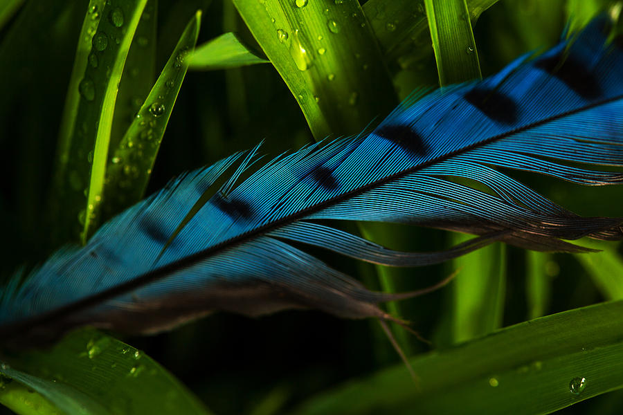 Blue Jay Feather Photograph by Karol Livote