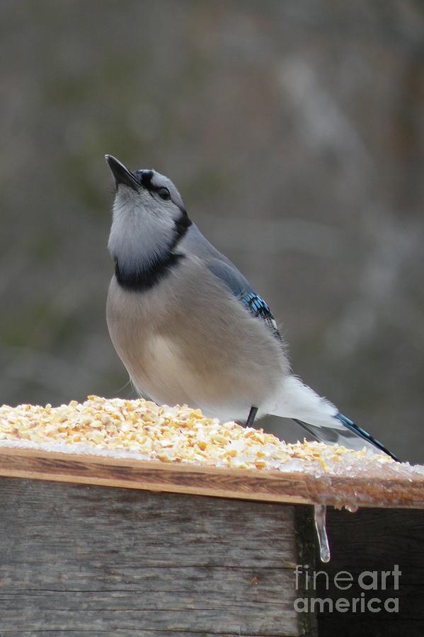 Blue Jay Feeding by Joanne Young Blue Jay Feeding by Joanne Young