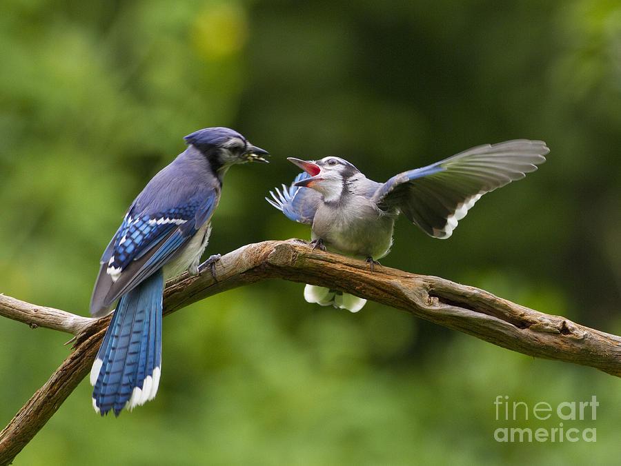 Blue Jay Fledgling Begs For Food by Marie Read
