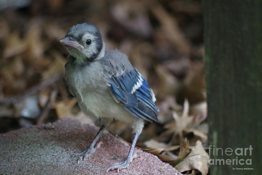 Blue Jay Fledgling Photograph By Tannis Baldwin