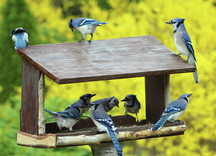 blue-jay-flock-at-dinner-photograph-by-walter-stankiewicz-fine-art