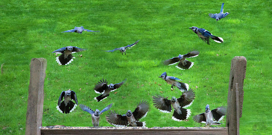 Blue Jay fly in Photograph by Dan Friend