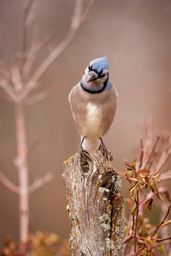 Blue Jay Photograph - Blue Jay for Ali 2 by Jeff Phillippi