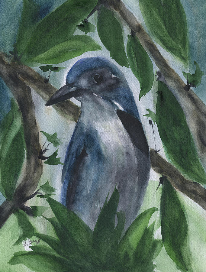 Blue Jay Painting by Frank Bright