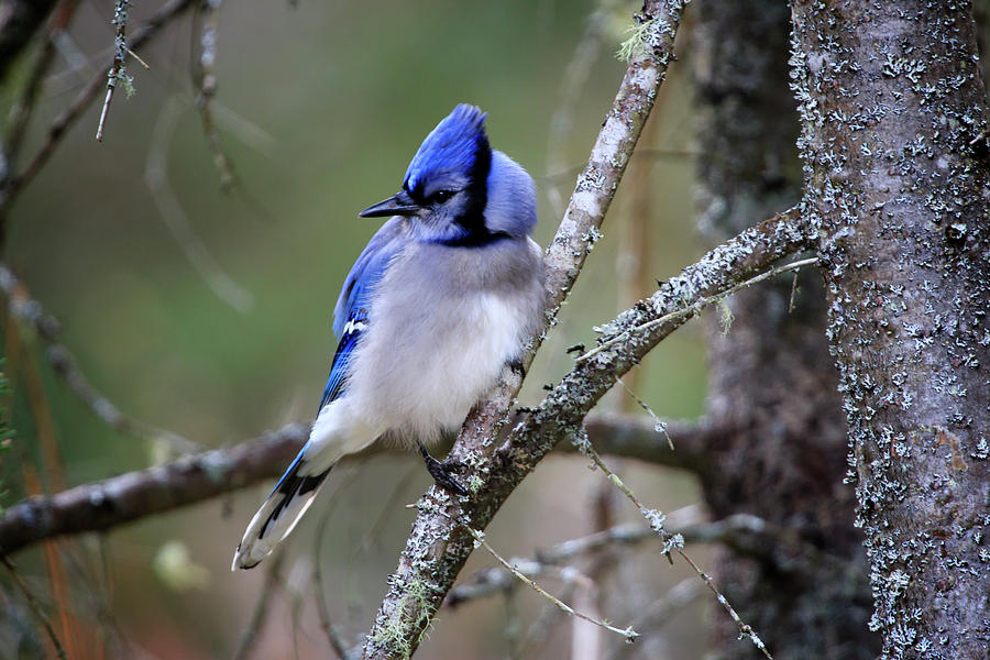 Blue Jay Photograph by Gary Hall