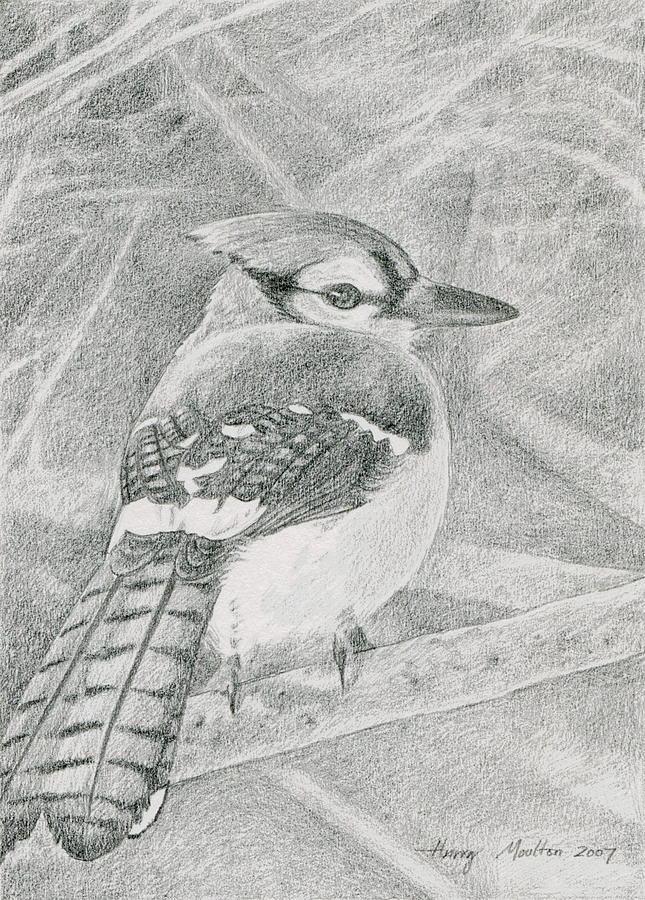 Blue Jay Drawing by Harry Moulton