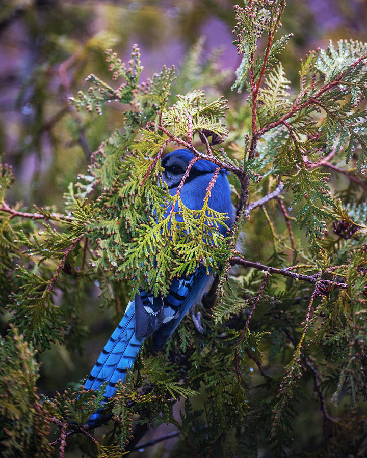 Blue Jay Hiding in a Tree Photograph by Toby McGuire