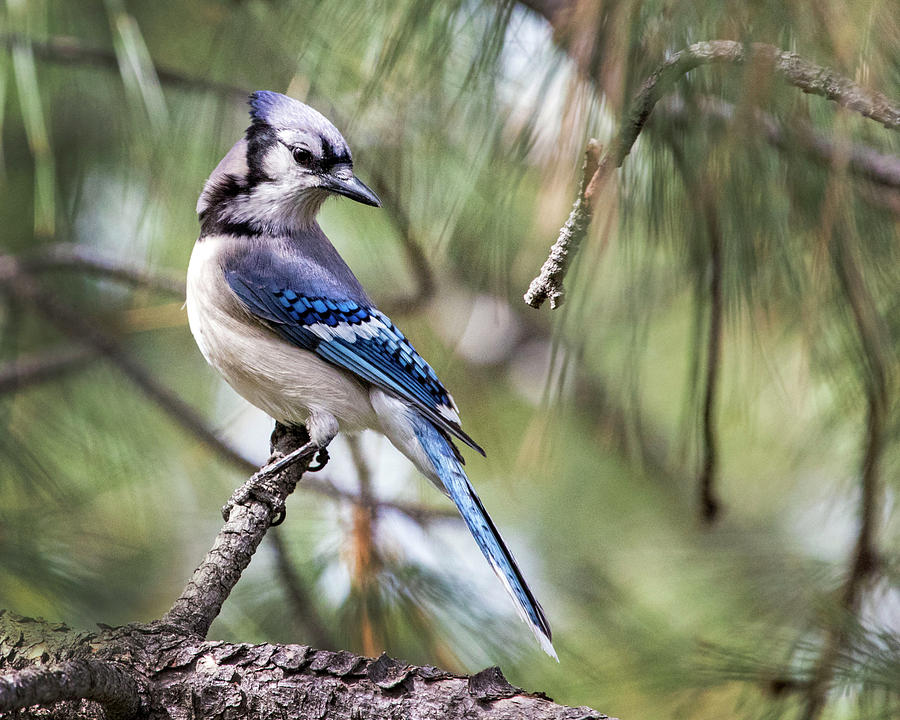 Blue Jay in a Pine Photograph by Dawn Key