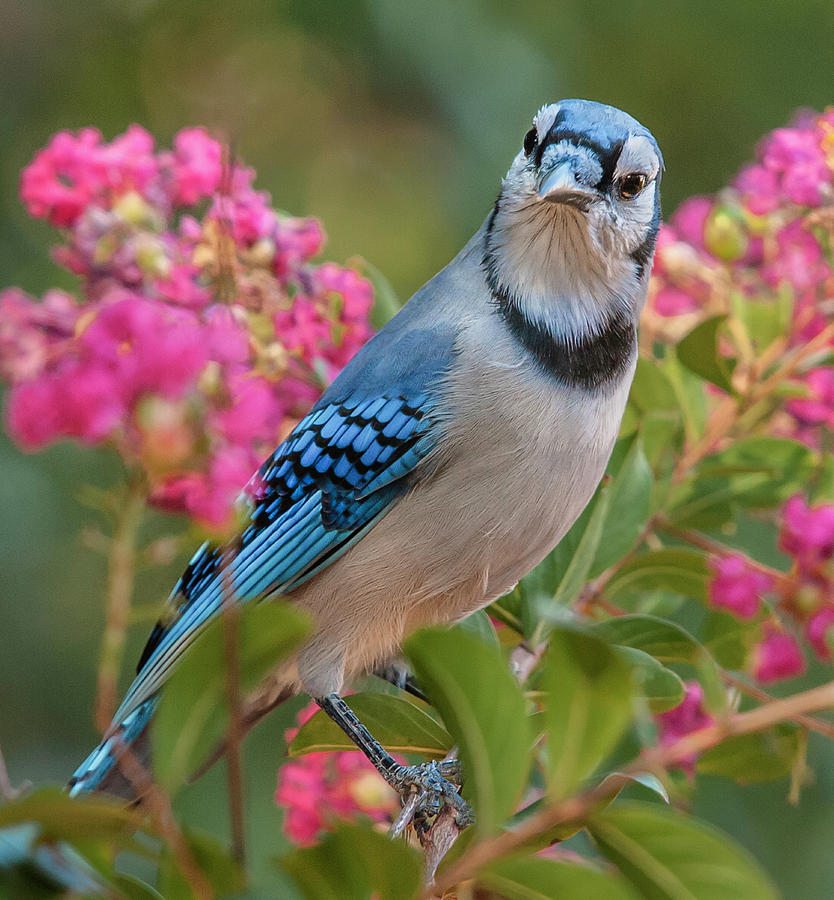 Blue Jay in Crepe Myrtle Photograph by Jim Moore