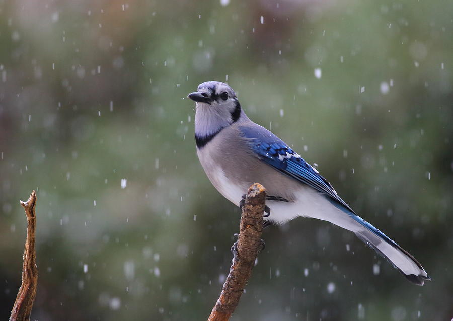 Blue Jay In Falling Snow Photograph by Daniel Reed