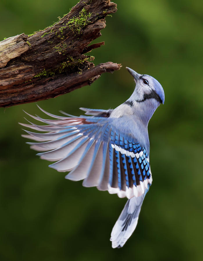 Blue Jay in Flight Photograph by Mircea Costina Photography
