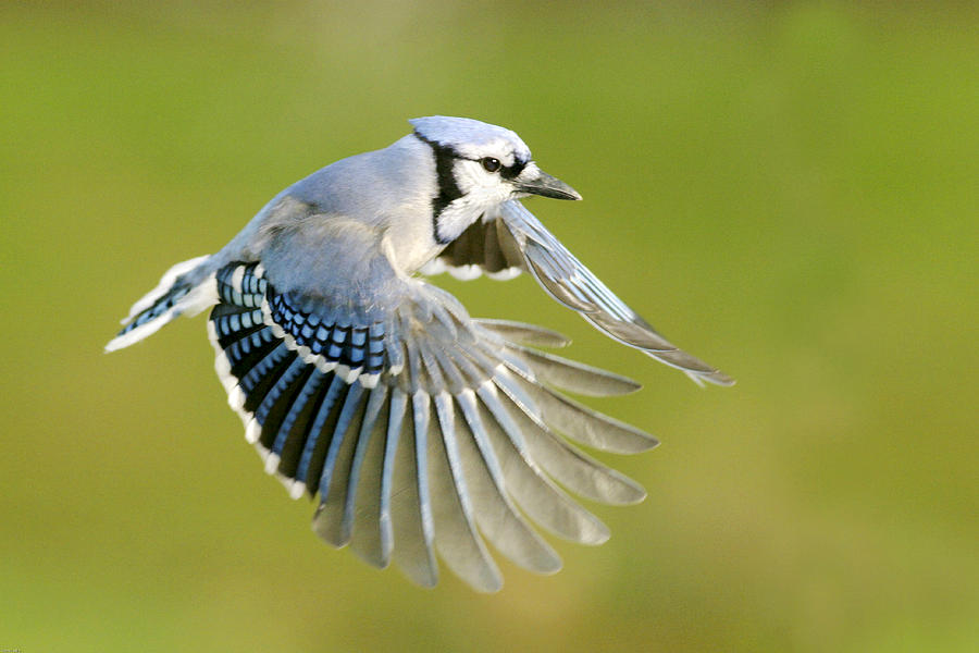 Premium AI Image  A blue jay is flying in the forest.