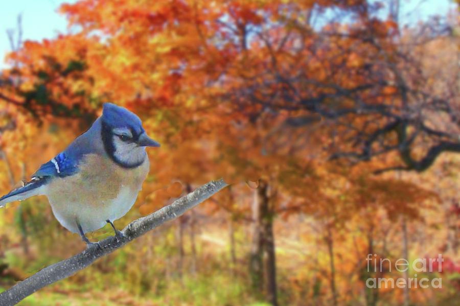 Blue Jay Photograph - Blue Jay in Osage County by Janette Boyd