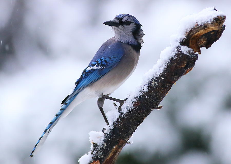 Blue Jay In Snow Photograph by Daniel Reed