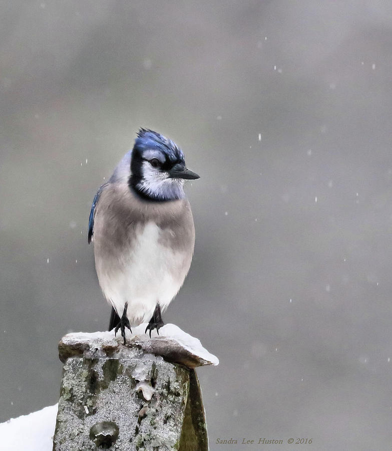 Blue Jay In Snow Photograph by Sandra Huston