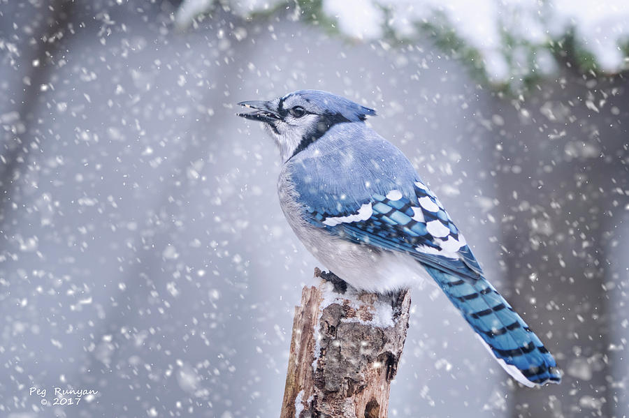 Blue jay and cardinal in snow storm.