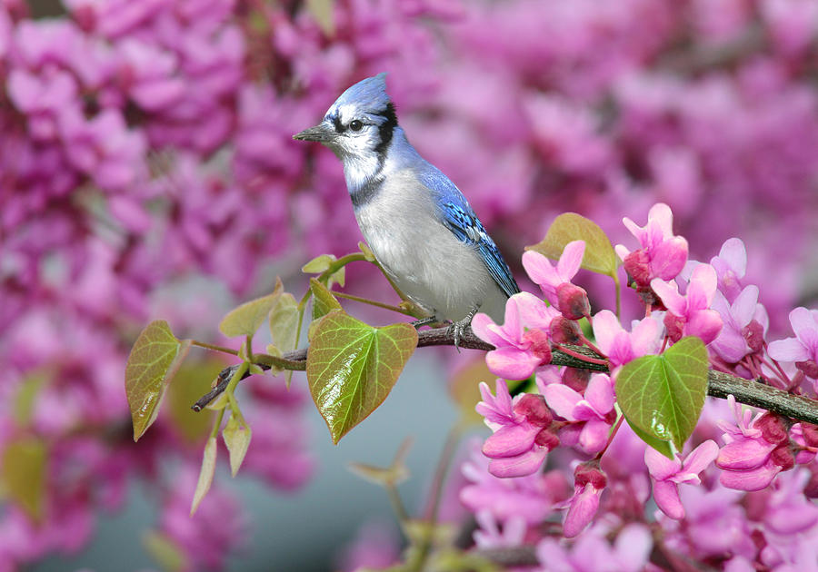 Blue Jay in Spring Digital Art by Nina Bradica