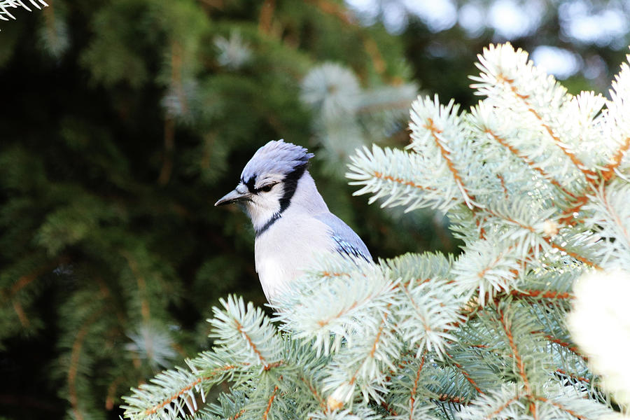 Blue Jay in the Evergreen Photograph by Alyce Taylor