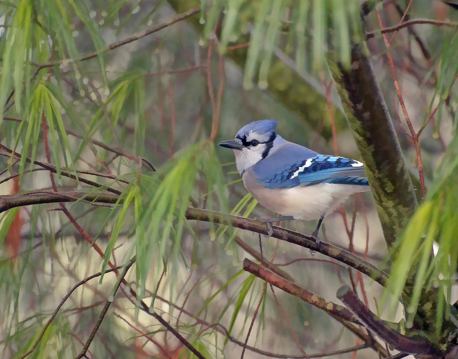 Blue Jay In The Pines Photograph by Kerri Farley