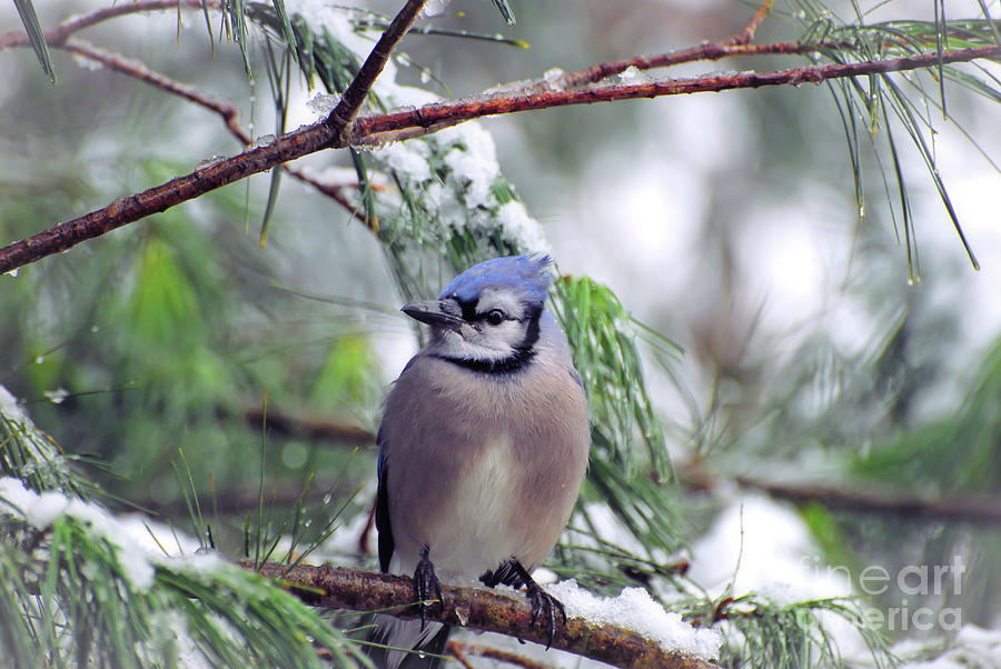 Blue Jay in the Snow - 2 Photograph by Kerri Farley
