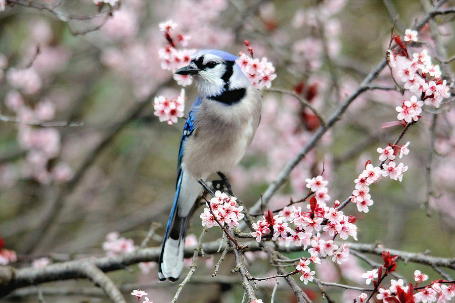 Blue Jay in the Spring Photograph by Trina Ansel