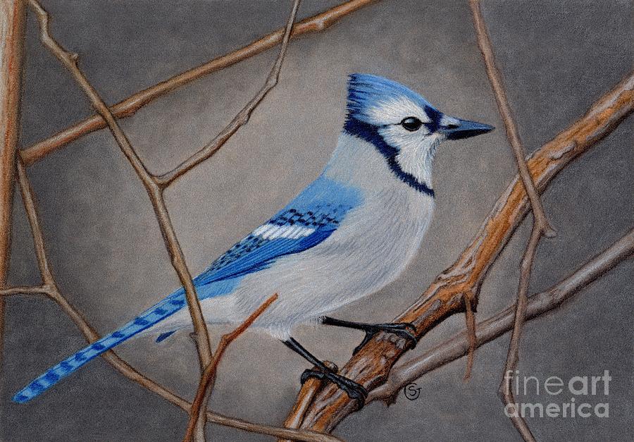 Blue Jay In Thicket Drawing By Sherry Goeben