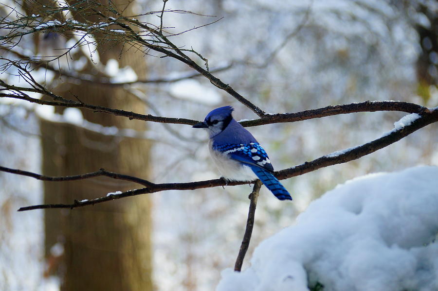Blue Jay in Winter Photograph by Beth Collins