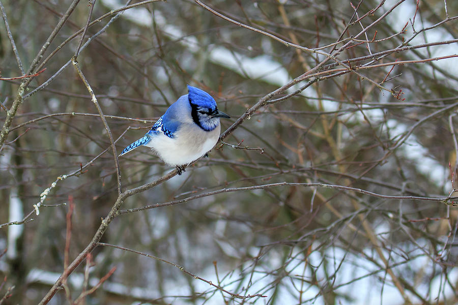 Blue Jay in Winter Photograph by Gary Hall