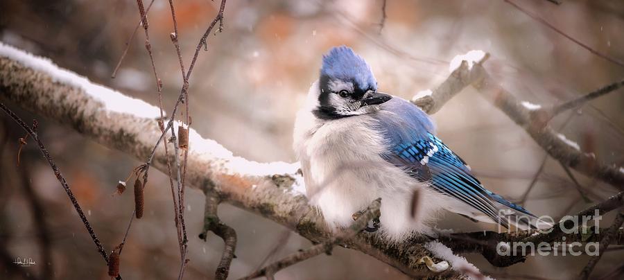 Blue Jay in Winter Photograph by Heather Hubbard