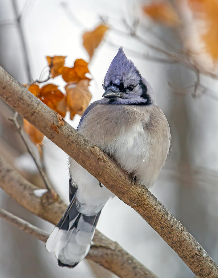 Blue Jay in Winter Photograph by Jerry Lohman - Fine Art America