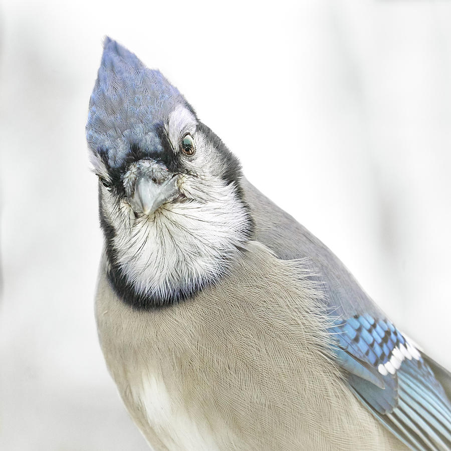 Blue Jay in Winter Photograph by Jim Hughes