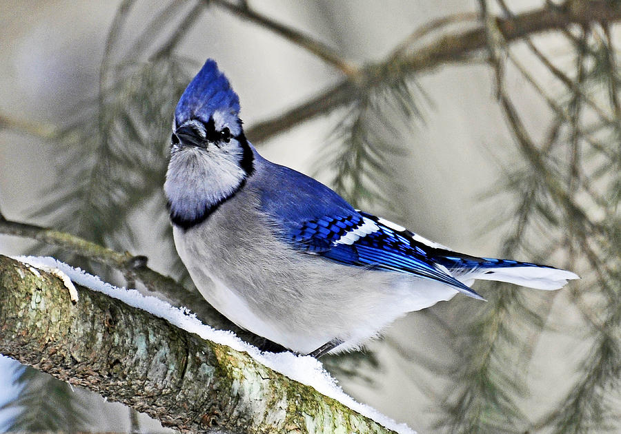 Blue Jay in Winter Photograph by Rodney Campbell