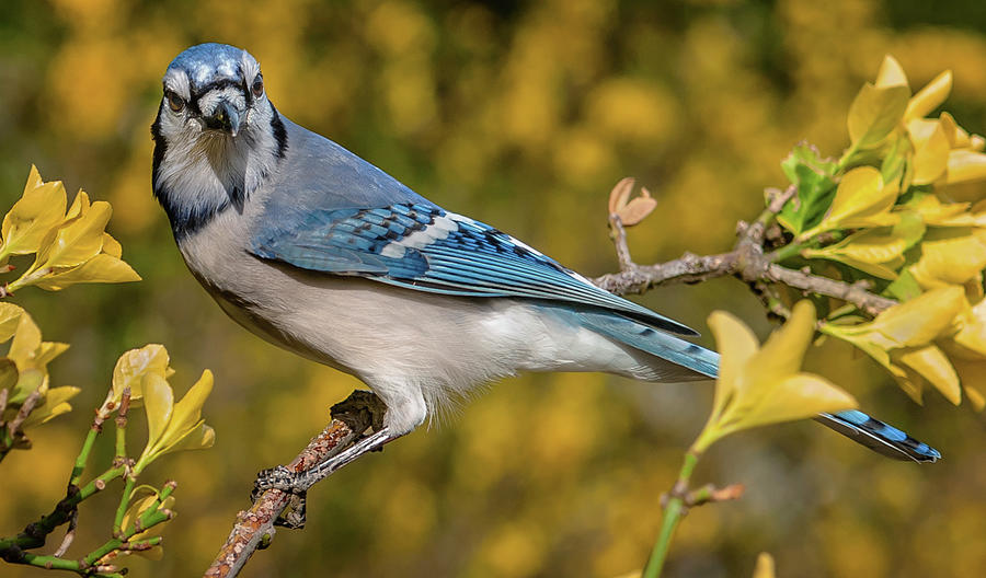 Blue Jay in Yellow Spring Photograph by Jim Moore