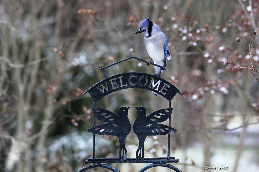 Blue Jay is Welcome Here Photograph by Trina Ansel