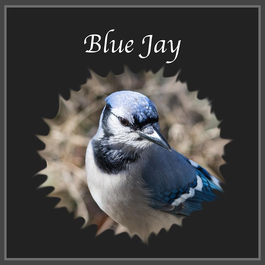 Blue Jay    Photograph by Holden The Moment